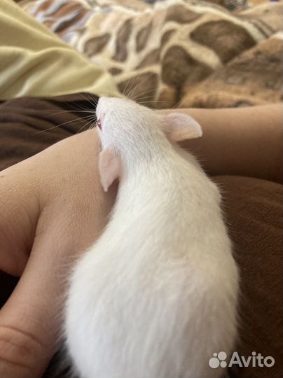 Крысята различных окрасов