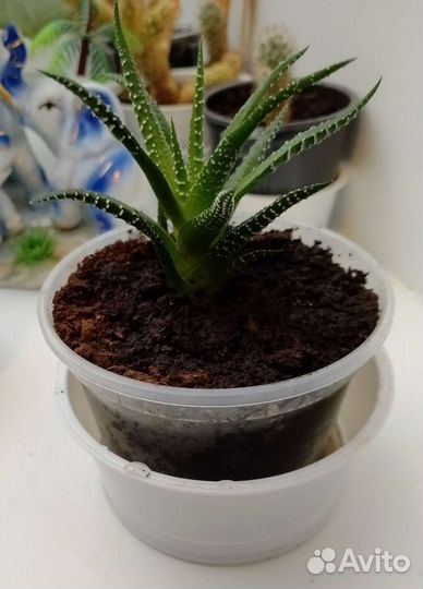 Хавортия полосатая