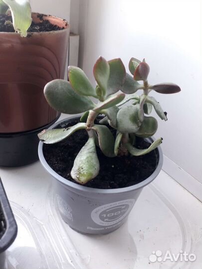 Денежное дерево(Толстянка)