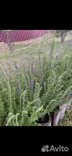 Тархун (Эстрагон), Исоп