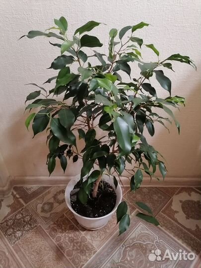 Фикус Бенджамина Даниэль