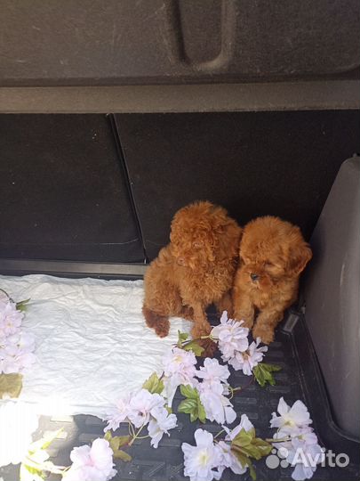 Той-пудель и мальтипу щенки