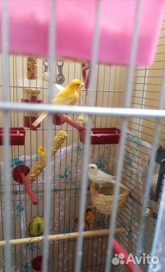 Кенарь и канарейка