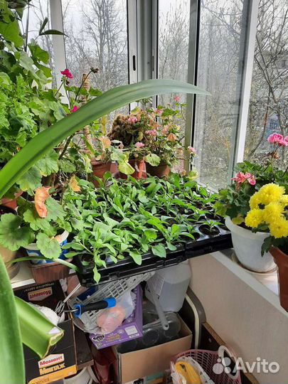 Отборный биогумус. Вермикомпост. Удобрение