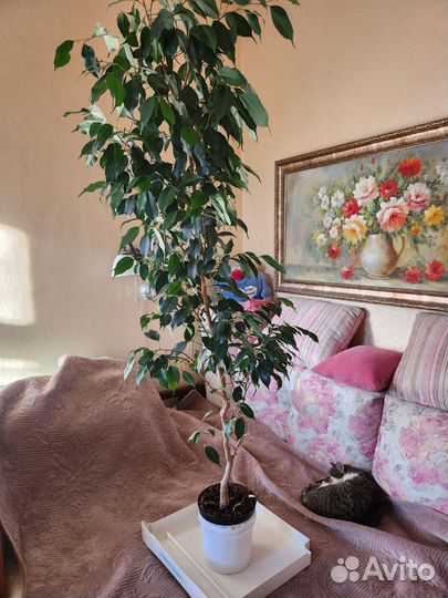 Фикус бенджамина большой