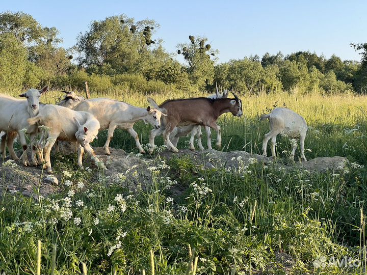 Козы молочные Зааненские, Нубийские, Ламанча
