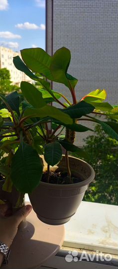 Отростки укорененные комнатных растений