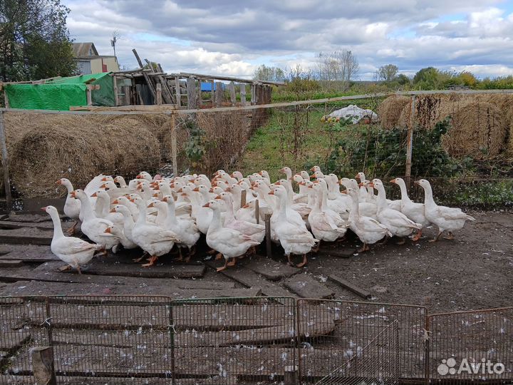Гуси 5 месячные