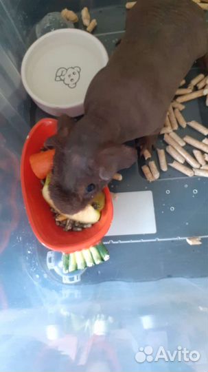 Морская свинка скинни