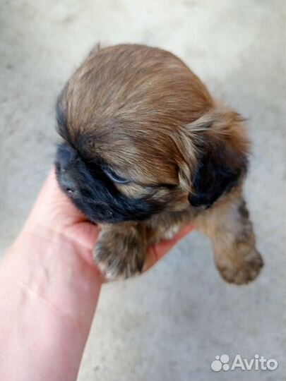 Собаки щенки