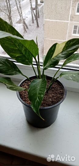 Спатифиллум даймонд вариегатный