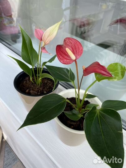 Антуриум на Подарок