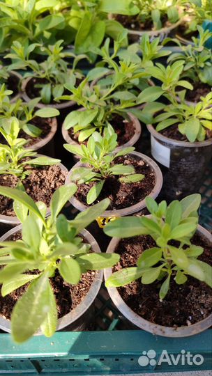 Калибрахоа