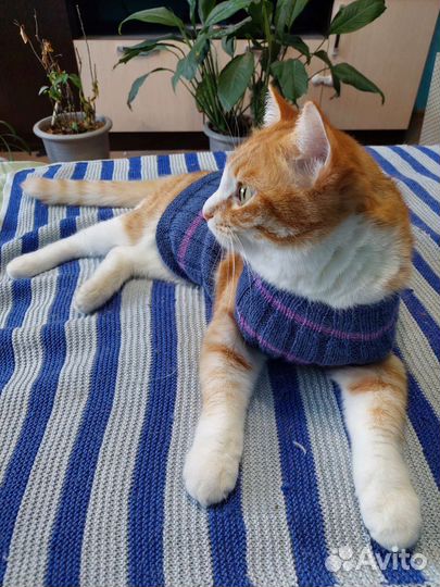 Безрукавка для котов