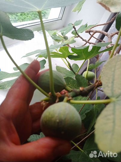 Инжир комнатный