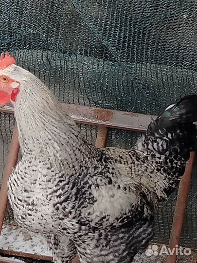 Молодые петухи