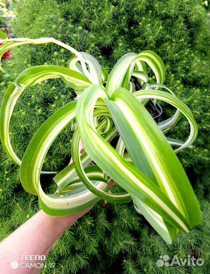 Хлорофитум кудрявый Бонни