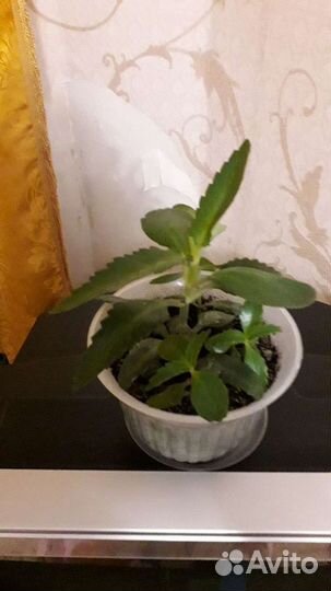 Каланхоэ лечебное