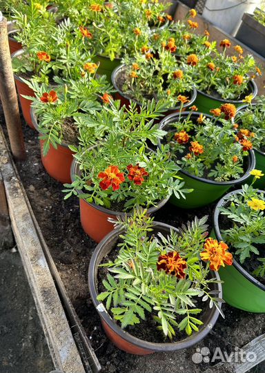 Бархатцы в горшках