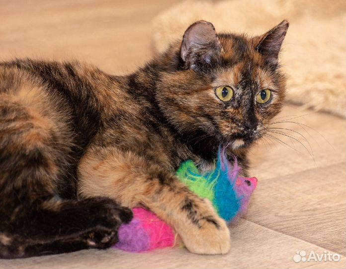 Пеструшка Влада