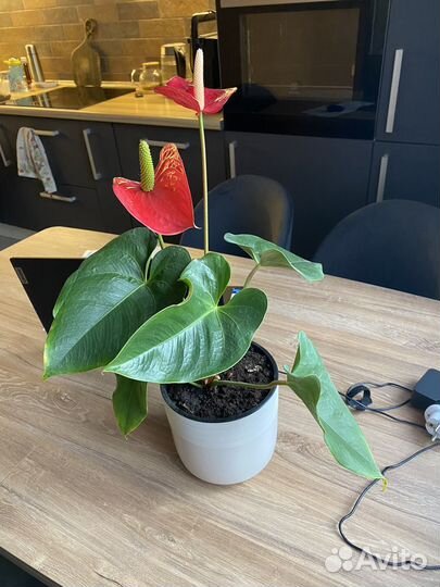 Антуриум Рэд комнатный цветок