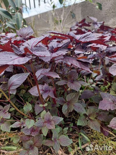 Перилла саженцы