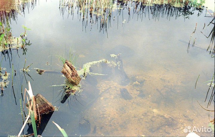 Сканирование оцифровка пленки 35mm