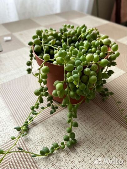 Крестовник роули