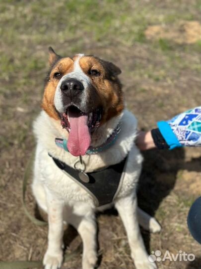 Красивая коровка пропадает в приюте