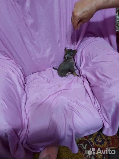 Русский той-терьер