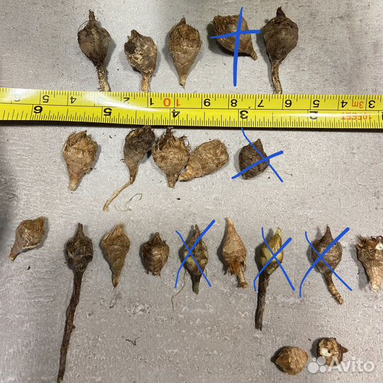 Клубни Алоказии Синуаты