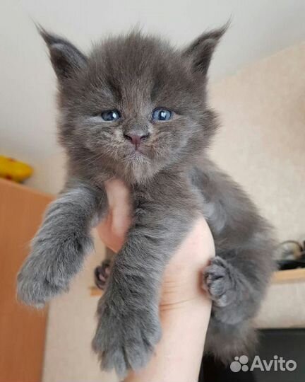 Голубой котенок мейн-кун