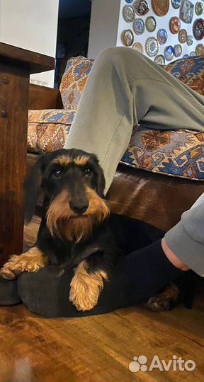 Тримминг собак