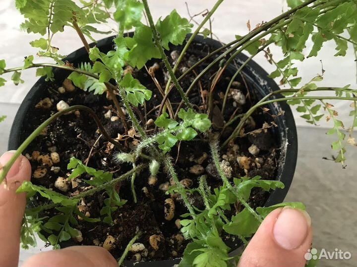 Папоротник нефролепис курчпвый. Комнатные растения