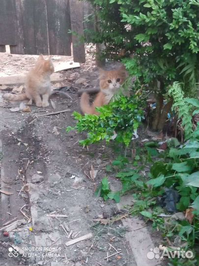 Кошка в дар бесплатно