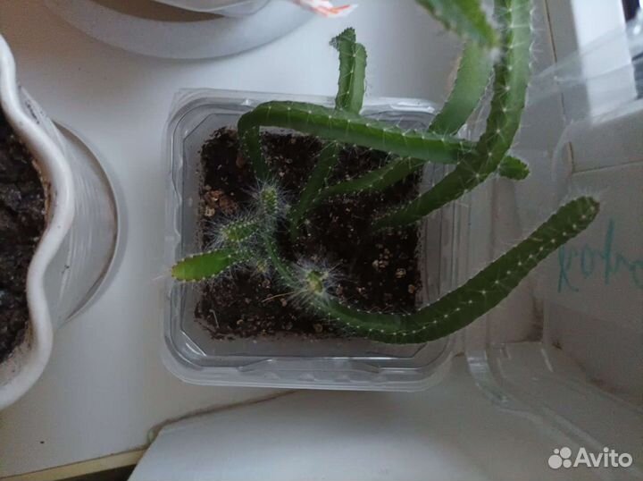 Гилоцереус