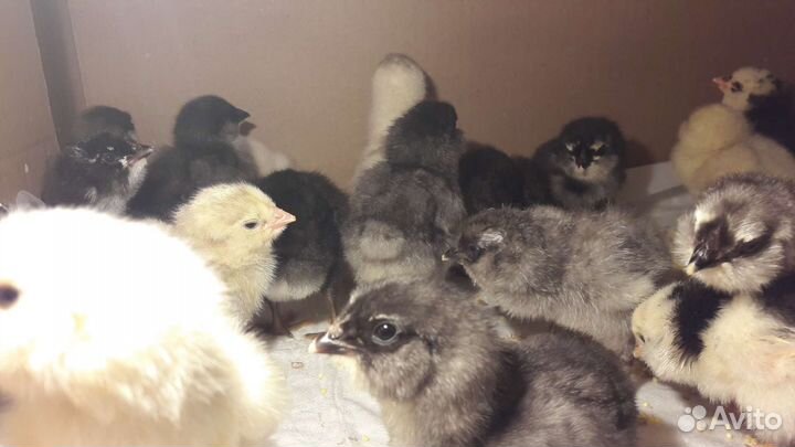 Куры петухи