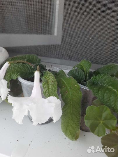 Стрептокарпусы