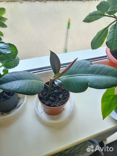 Фикус детка