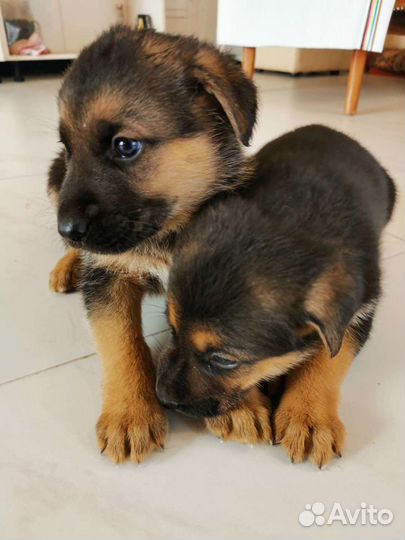 Собака в добрые руки щенок