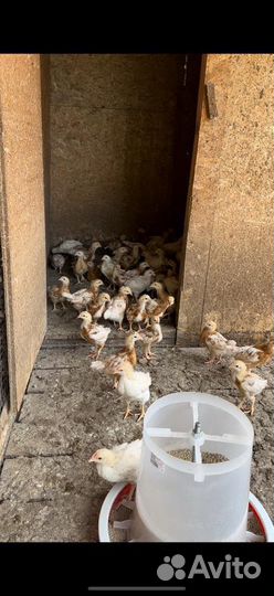 Цыплята несушки