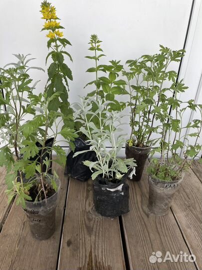 Вербейник, нивянник (ромашка), полынь