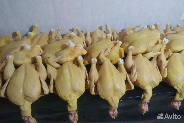 Куры тушка домашние