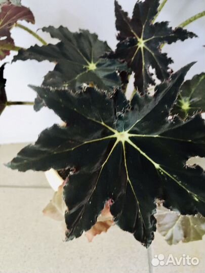 Бегония Грифон