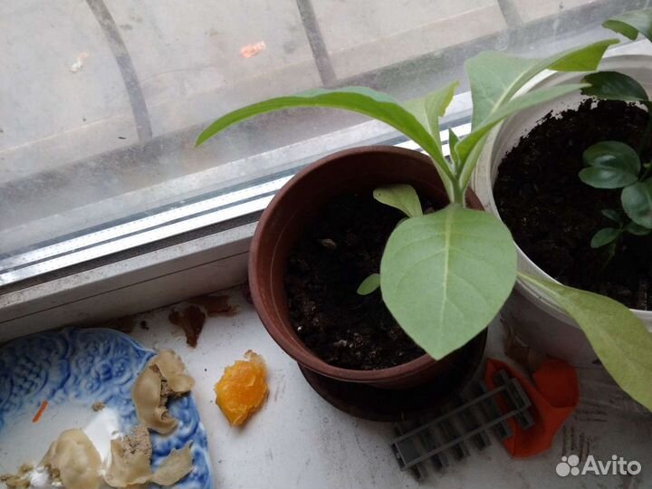 Рассада табака