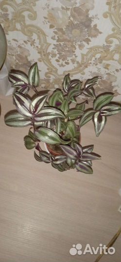 Традесканция зебрина