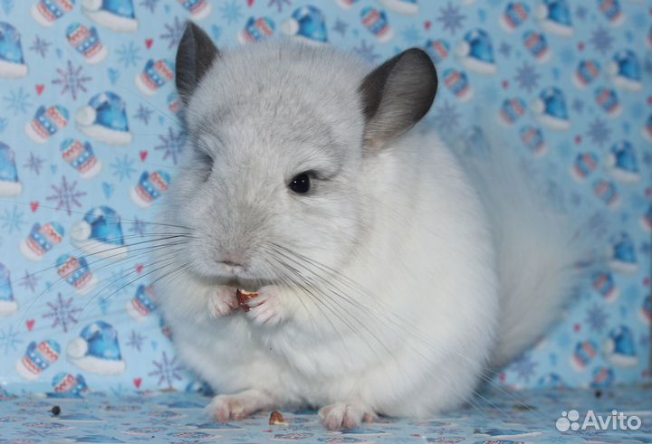 Шиншилла ангора(девочка)