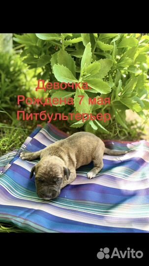 Щенки питбуля