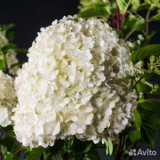 Гортензия метельчатая