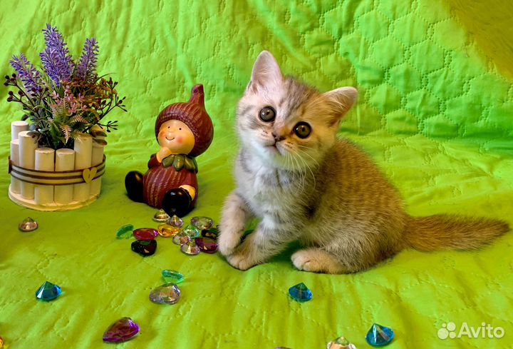 Шотладский котёнок-мальчик чистокровный